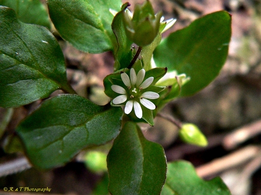 {Stellaria media}